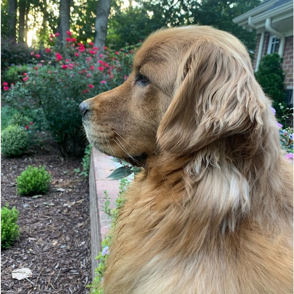 Meet your Posher, Dawn - Picture 9 of 12